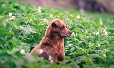 ¿Los perros pueden comer boniato?