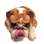Nutrición para mascotas natural y premium