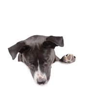 Suplemento para perros
