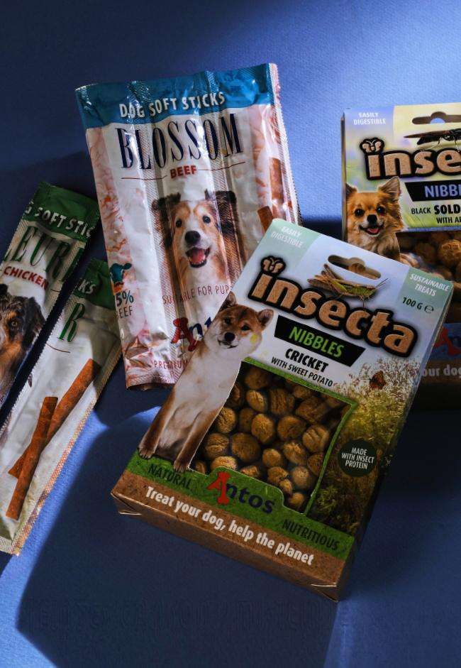 Proteger a nuestras mascotas