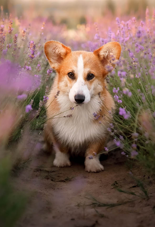 Los aperitivos mejor valorados que las mascotas adoran
